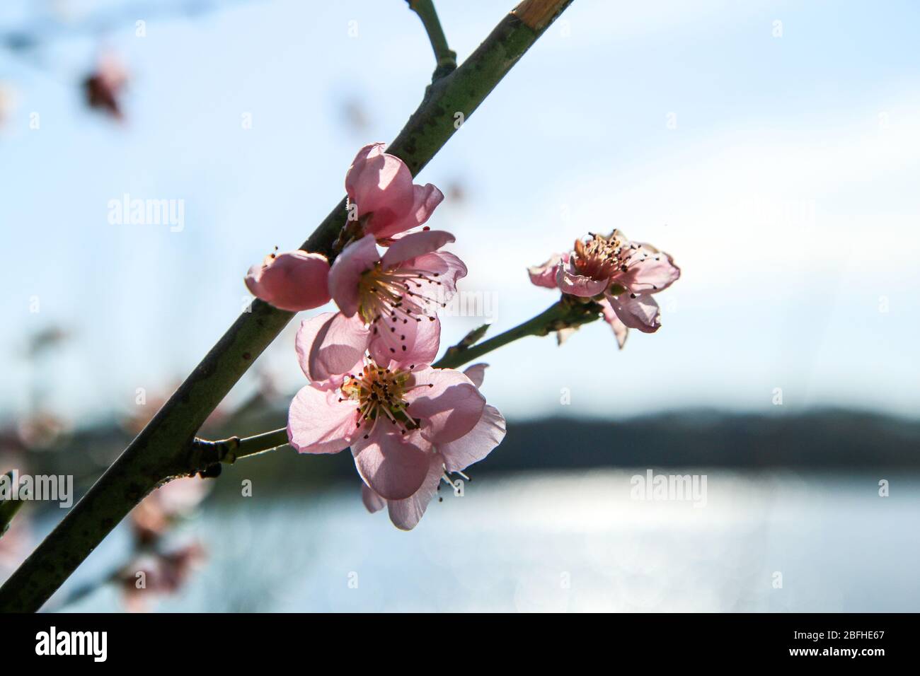 Les belles fleurs roses fraîches sur une branche avec reflet du soleil sur l'eau derrière. La belle journée ensoleillée de printemps. Banque D'Images