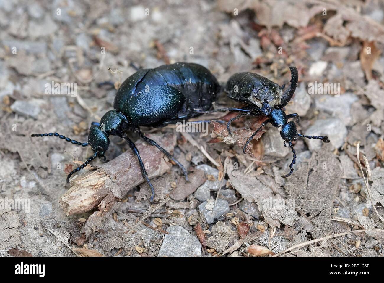 Gros plan de deux insectes nuisibles à l'huile noire (Meloe prodicaarée, coléopette) sur le sol forestier - insecte de l'année 2020 Banque D'Images