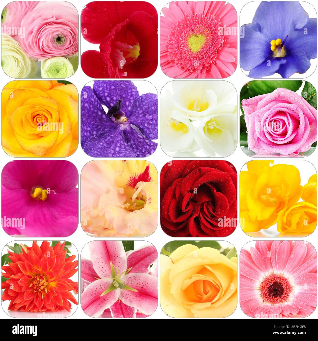 Collage de différentes belles fleurs Banque D'Images