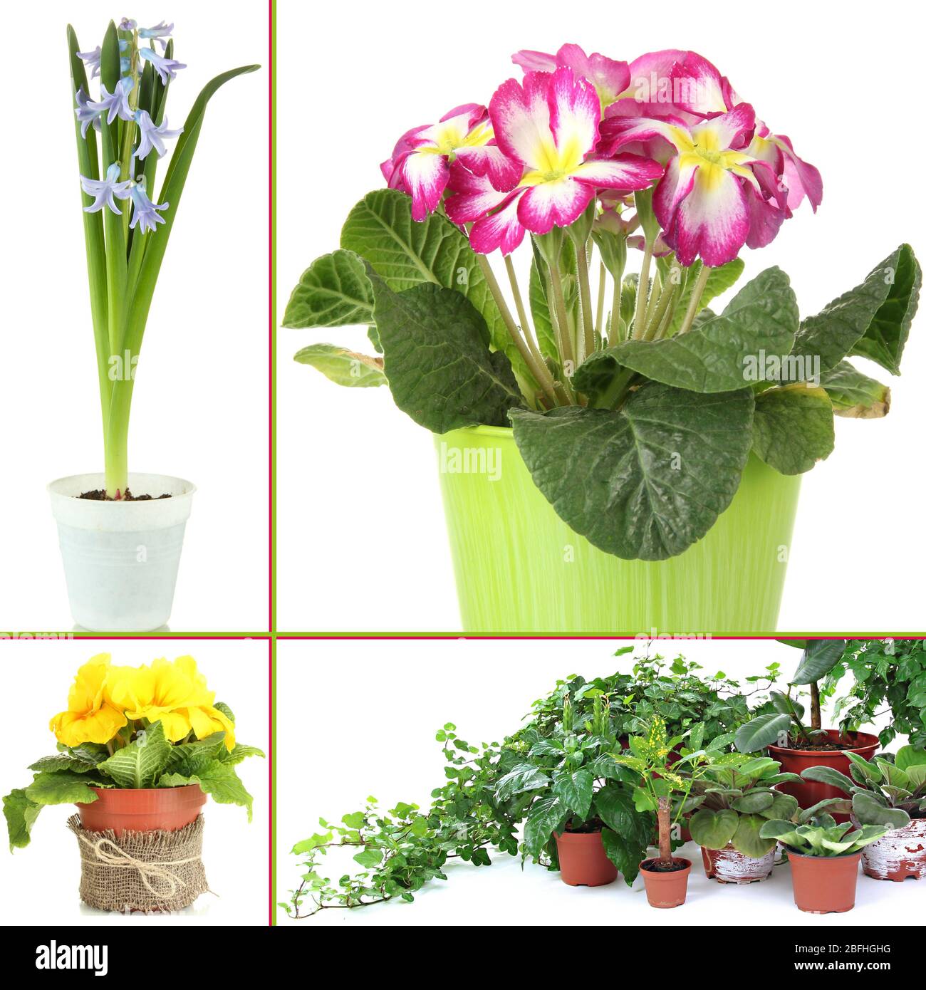 Collage de fleurs diverses dans des pots de fleurs Banque D'Images