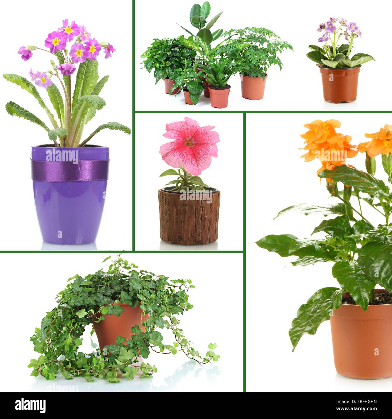 Collage de fleurs diverses dans des pots de fleurs Banque D'Images