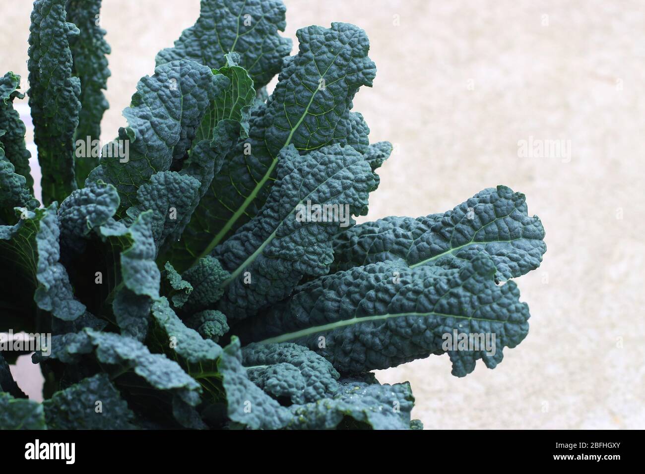 Noir toscan de Kale fraîchement récolté, Brassica oleracea vergetable Banque D'Images
