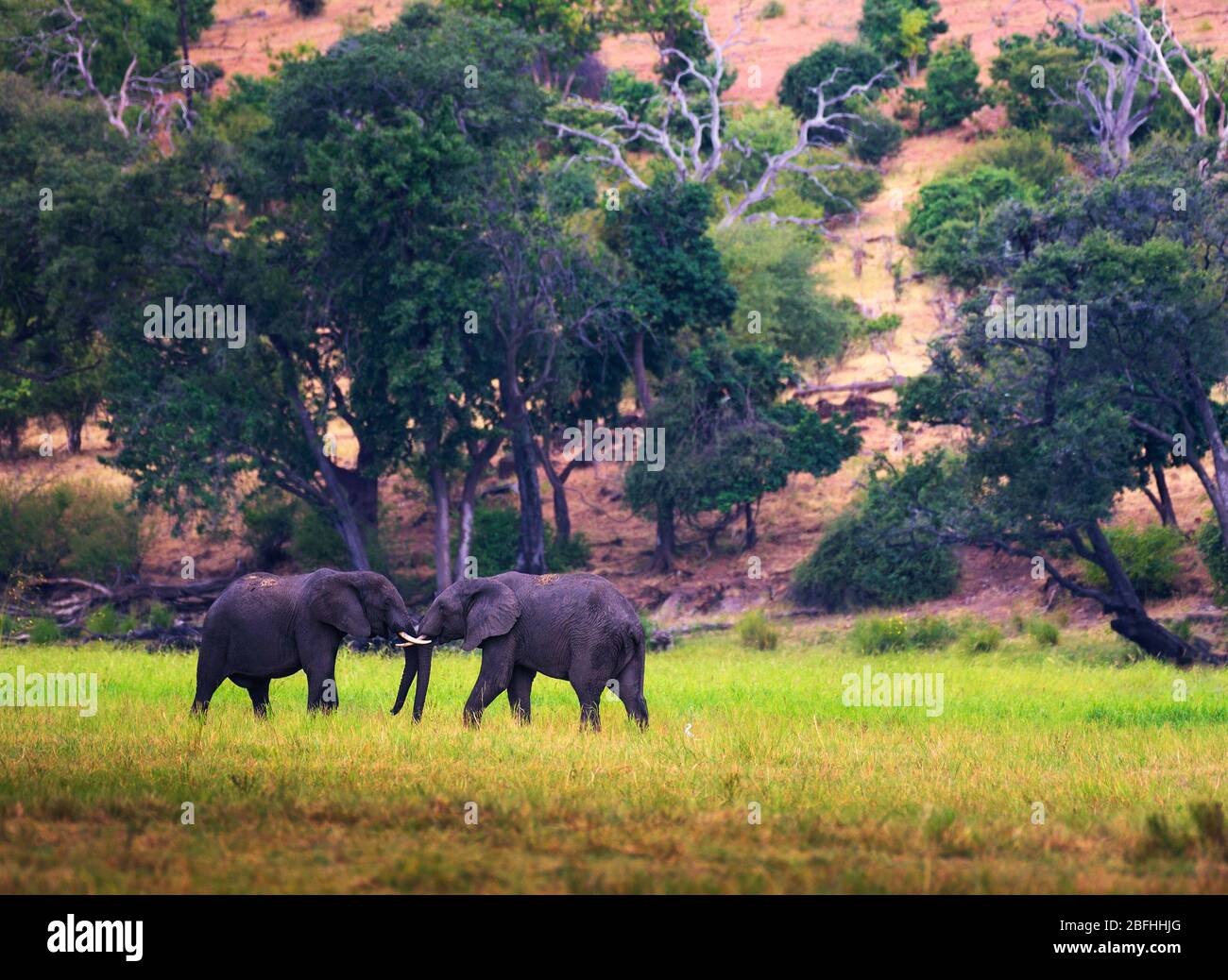 Deux grands éléphants se battent dans le parc national de Chobe, au Botswana. Banque D'Images