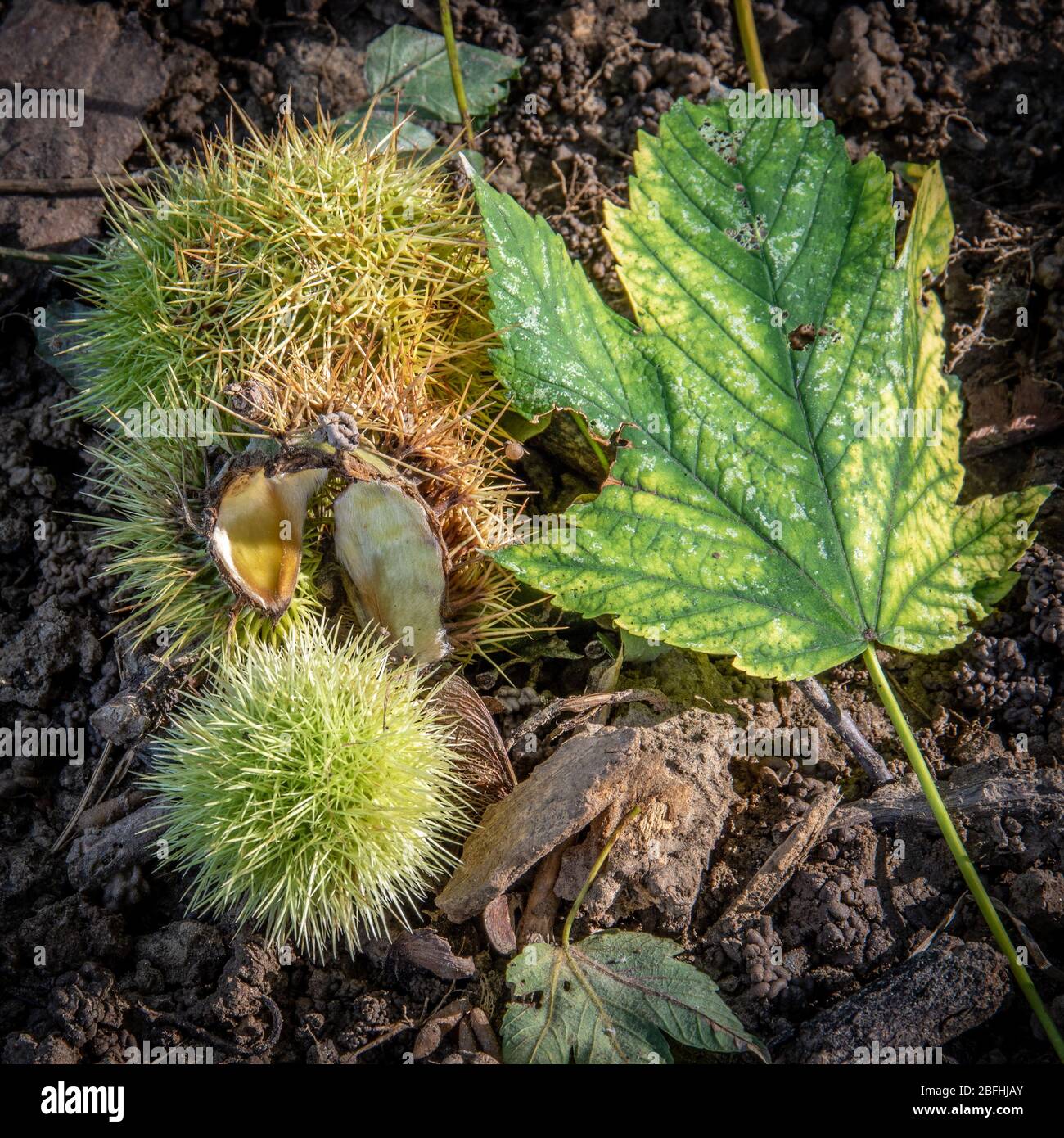 les châtaigniers vides sont colorés en automne Banque D'Images