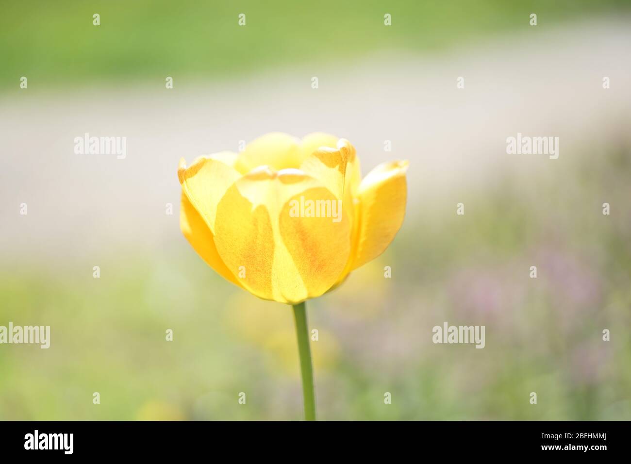 Gros plan de tulipe jaune simple douce au printemps Banque D'Images