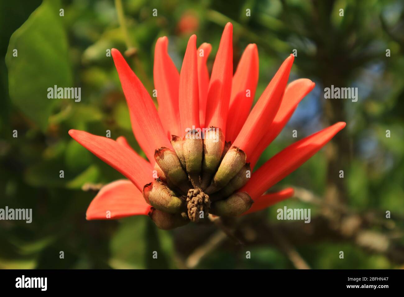 Fleur de corail de la côte de couleur rouge d'orange vif sur l'île de Pâques du Chili Banque D'Images