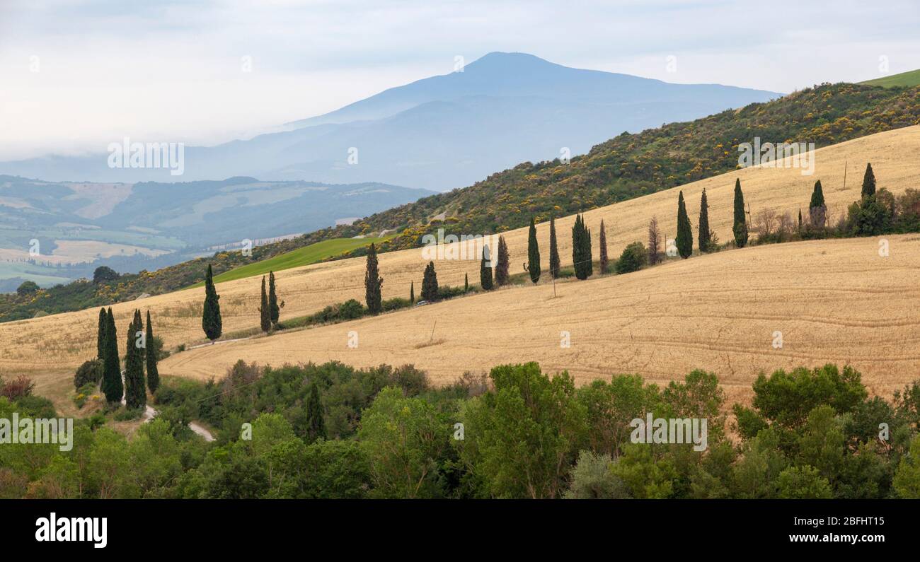 Dans les environs de Montepulciano, un alignement cyprès le long d'une voie avec le Mont Amiata en arrière-plan (Toscane - Italie). Environs de Montepulciano. Banque D'Images
