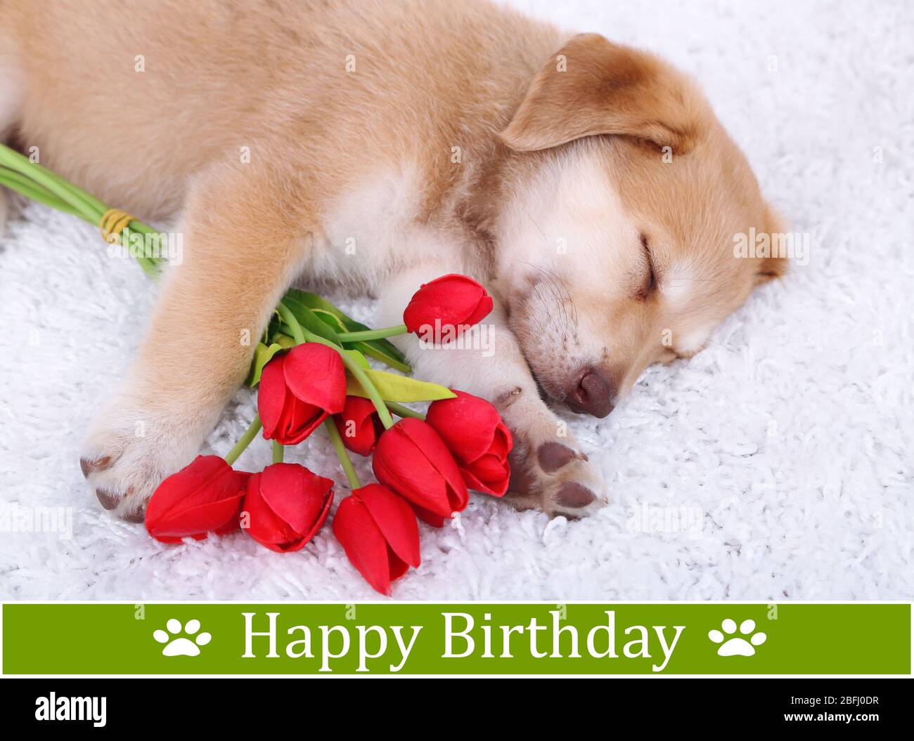 Joyeux Anniversaire Labrador Retriever Puppy Dog Photo Stock Alamy