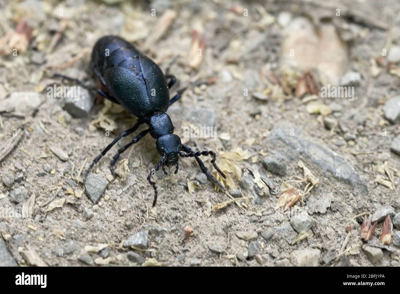 Le coléoptère toxique de l'huile noire (Meloe prodicaaeus, coléoptère) sur le sol forestier - insecte de l'année 2020 Banque D'Images