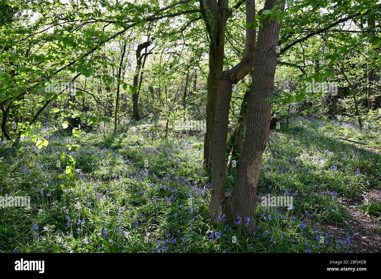 Bluebell Woods, Roots Cray Meadows, Sidcup, Kent. ROYAUME-UNI Banque D'Images