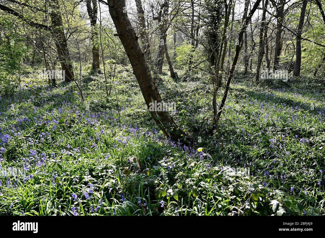Bluebell Woods, Roots Cray Meadows, Sidcup, Kent. ROYAUME-UNI Banque D'Images