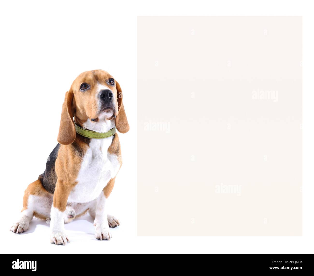 Chien de Beagle avec espace pour le texte isolé sur blanc Banque D'Images