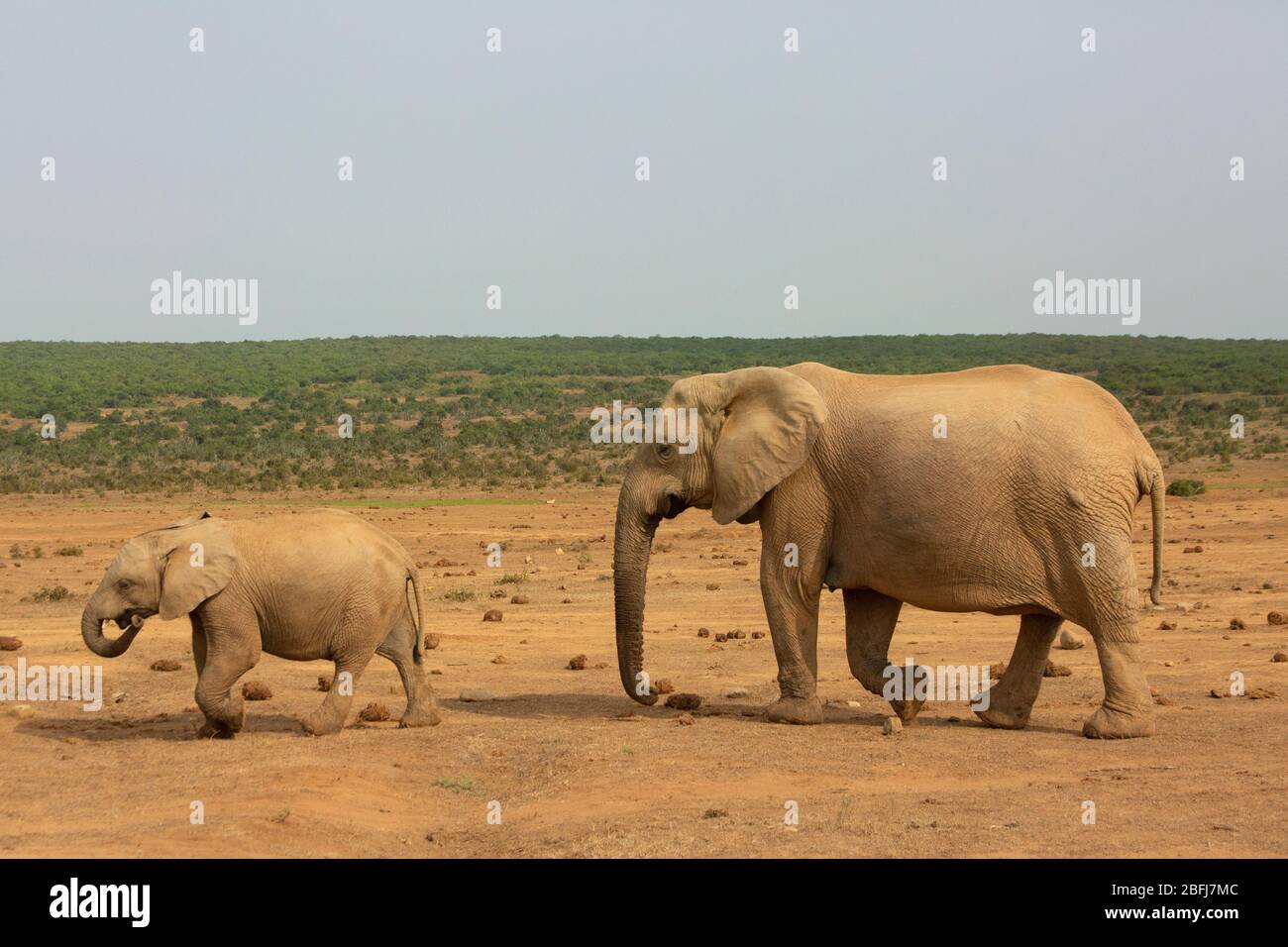 Mère et éléphant d'enfant en Afrique du Sud Banque D'Images