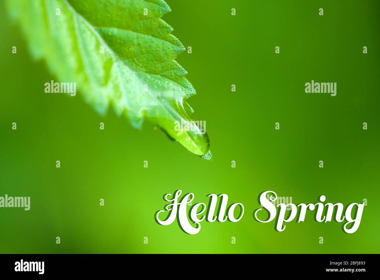 Goutte d'eau sur la feuille verte fraîche sur fond vert. Concept Hello Spring Banque D'Images
