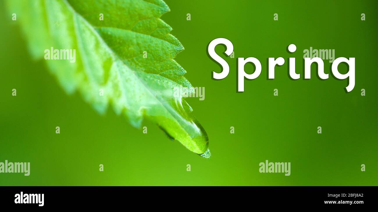 Goutte d'eau sur la feuille verte fraîche sur fond vert. Concept Hello Spring Banque D'Images