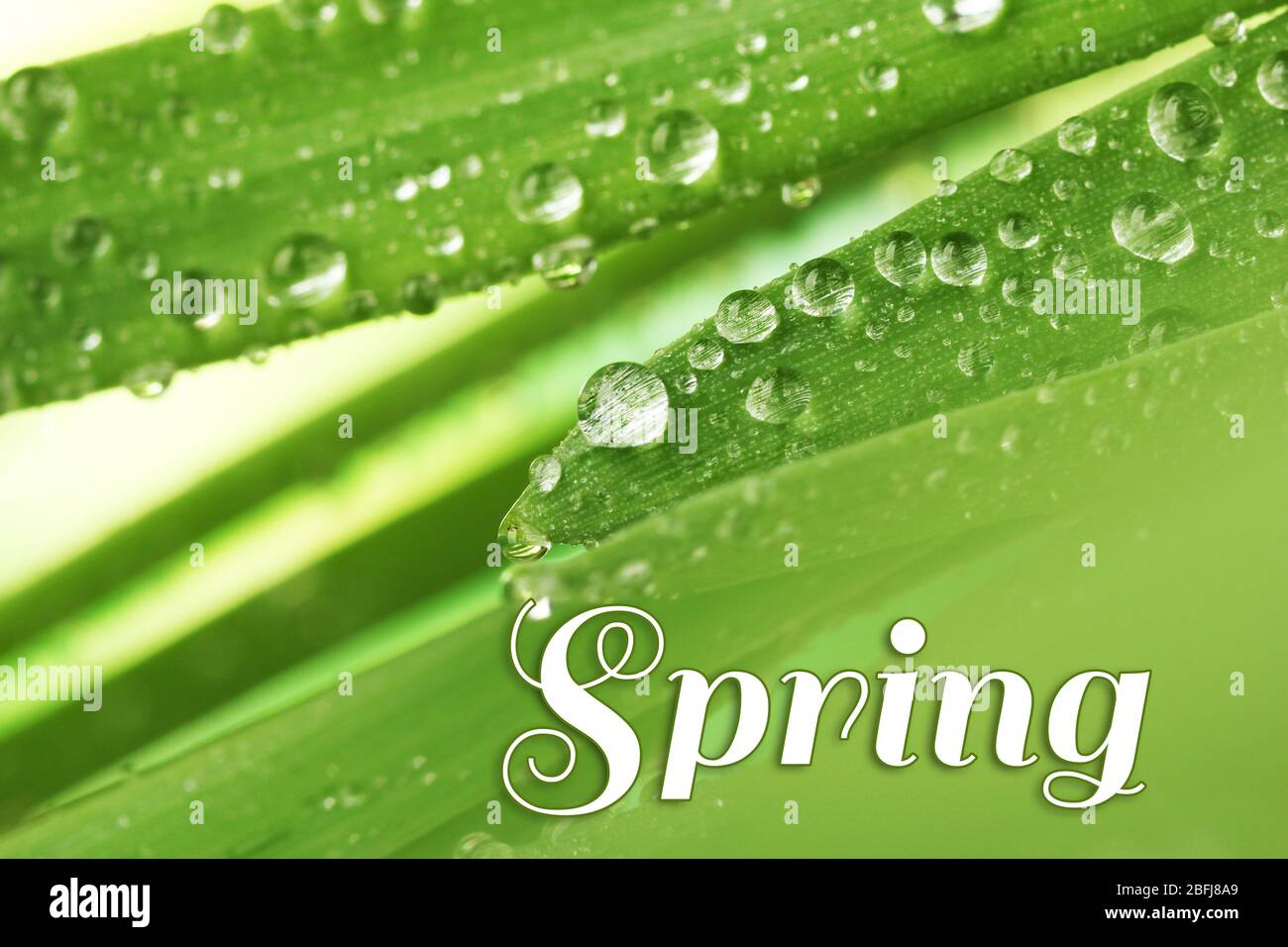 L'eau tombe sur des feuilles vertes fraîches, gros plan. Concept Hello Spring Banque D'Images