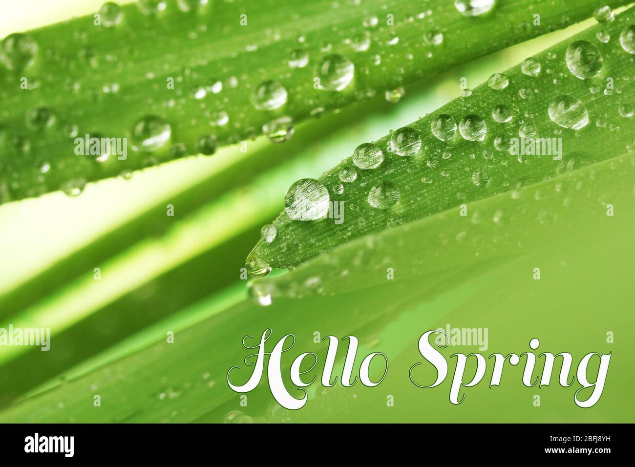 L'eau tombe sur des feuilles vertes fraîches, gros plan. Concept Hello Spring Banque D'Images