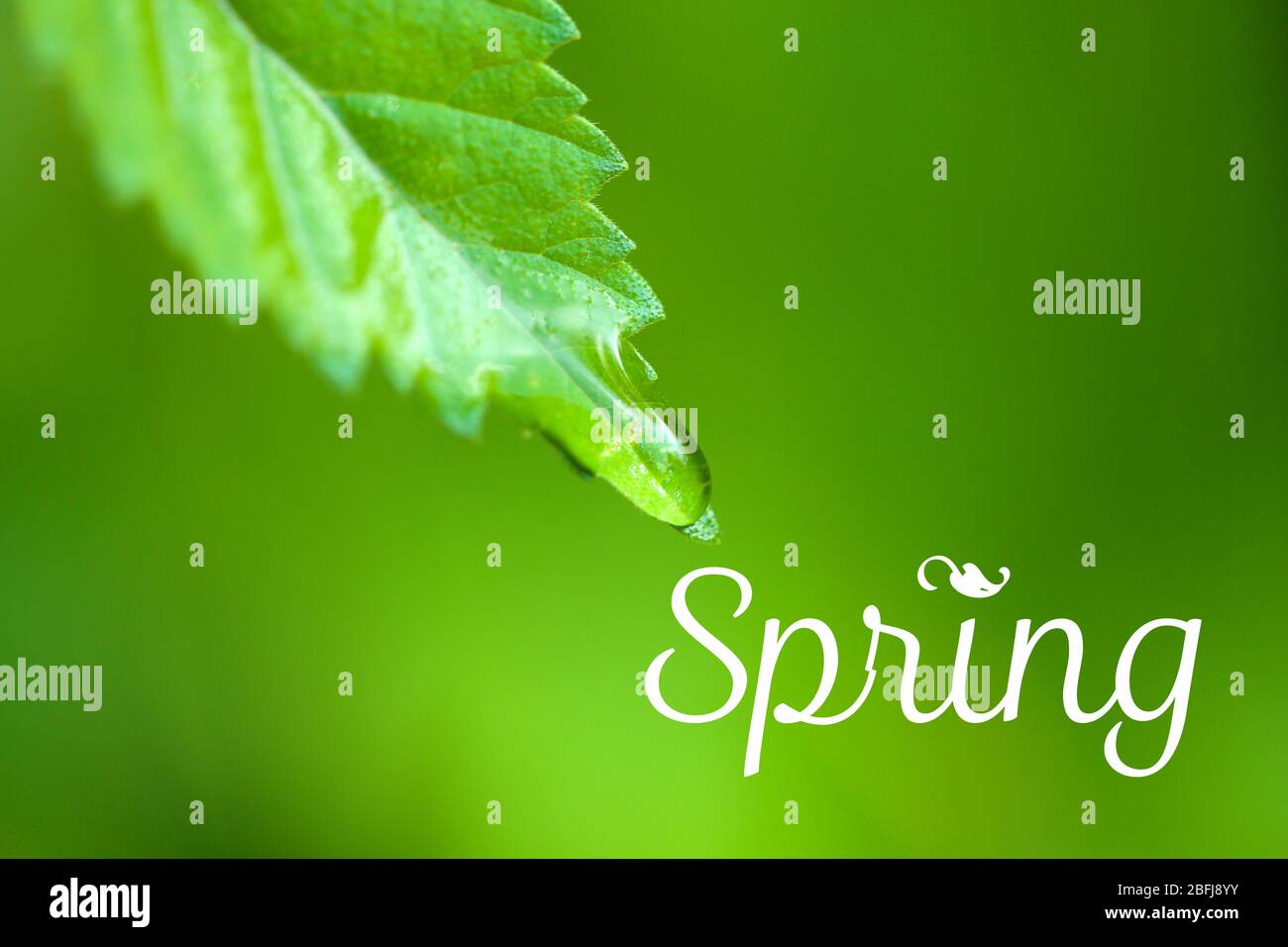 L'eau tombe sur des feuilles vertes fraîches, sur fond vert. Concept Hello Spring Banque D'Images