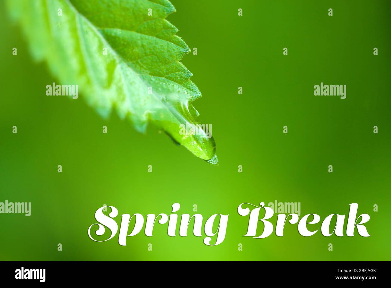 Concept de rupture de ressort. Goutte d'eau sur la feuille verte fraîche, gros plan Banque D'Images