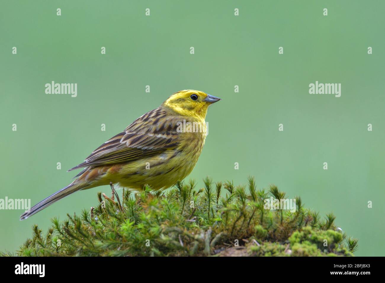 Petit oiseau jaune Yellowhammer gros plan Banque D'Images