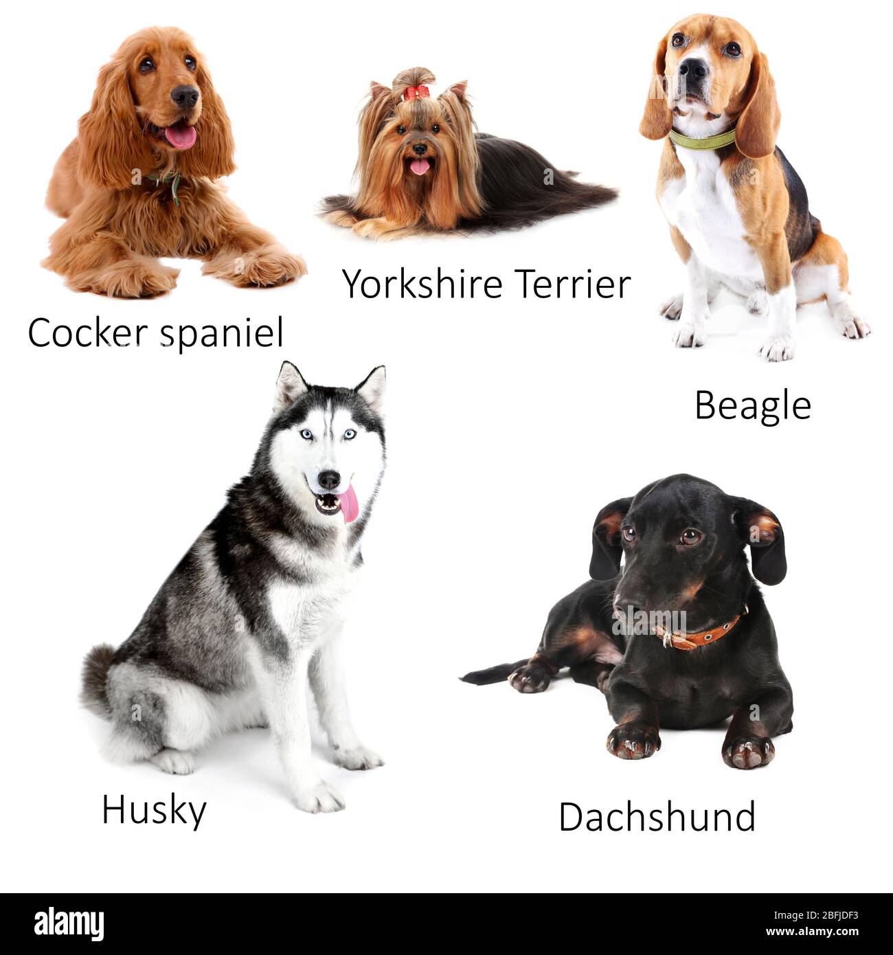 Différentes races de chiens Banque D'Images
