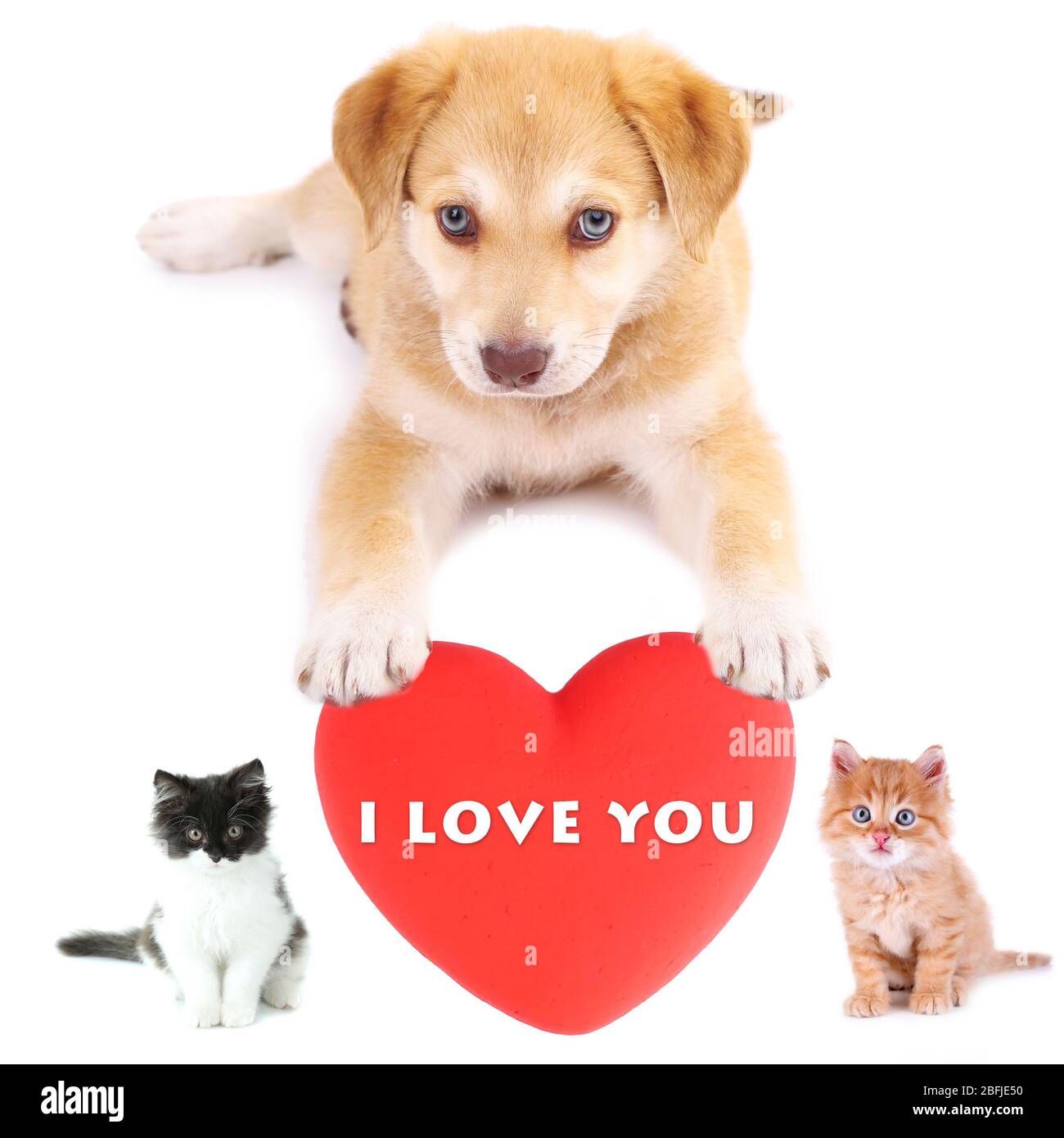 Animaux de compagnie mignons avec grand coeur isolé sur blanc Banque D'Images