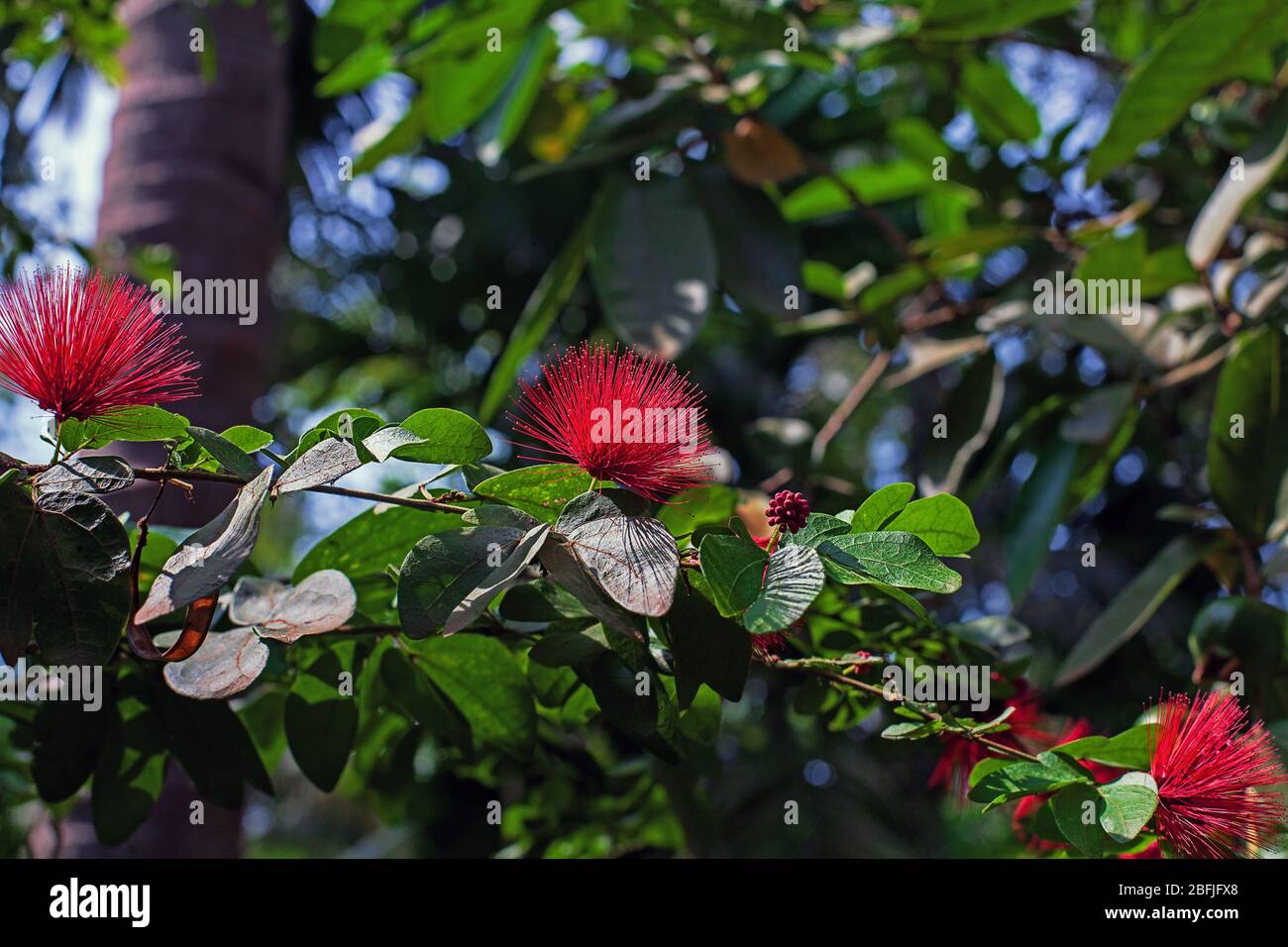 Fleurs de puff de poudre rouge avec le nom scientifique Calliandra hématocephala, au jardin botanique. Arbuste vert tropical appelé le Rose ou Rouge de Dwarf Banque D'Images