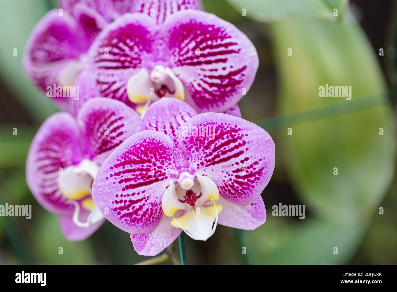 Orchidée fleur dans le jardin d'orchidées à l'hiver ou le printemps de la beauté et de l'agriculture. Orchidaceae Phalaenopsis. Banque D'Images