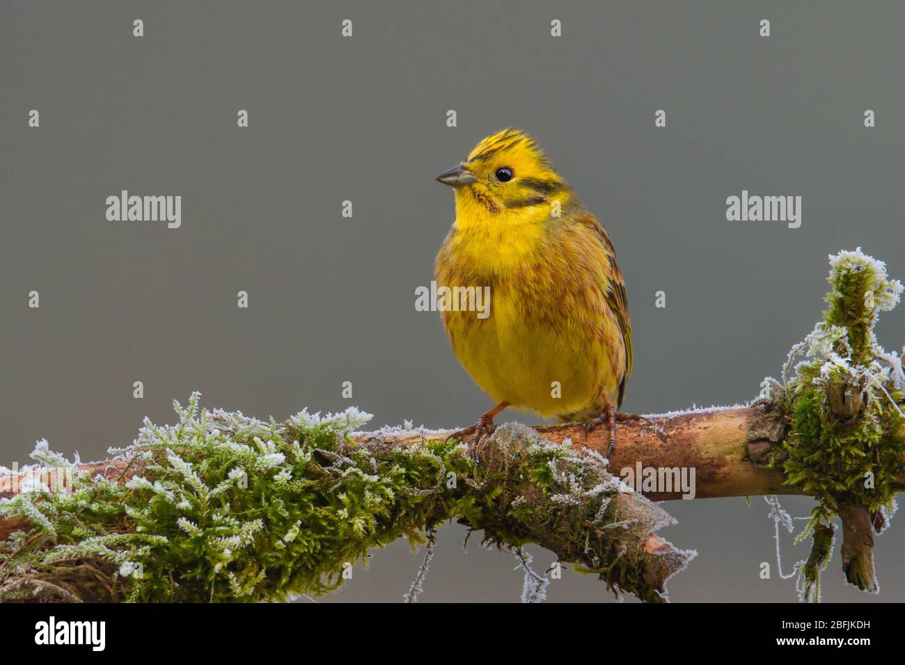 Petit oiseau jaune Yellowhammer gros plan Banque D'Images