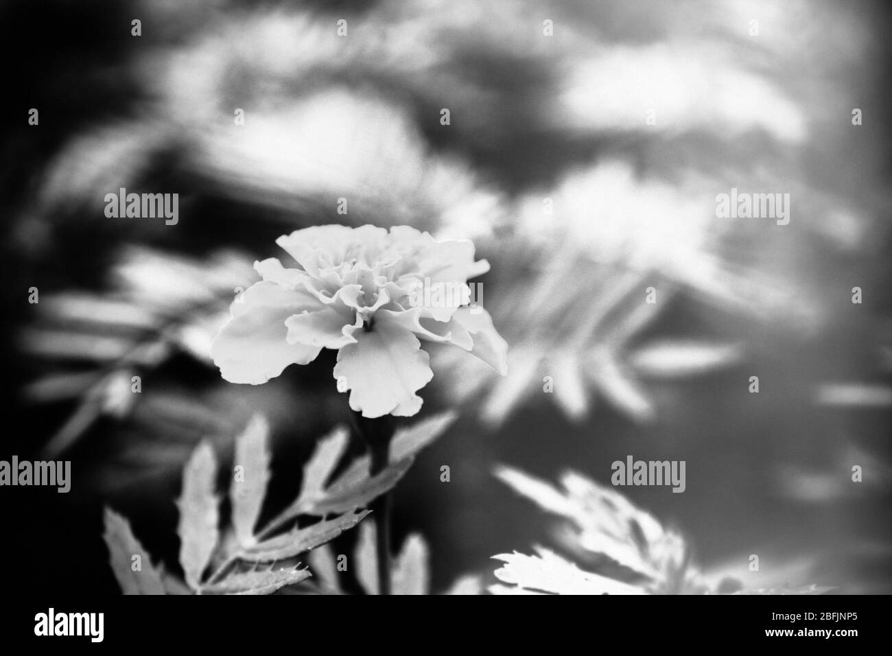 Marigoles d'orange français (Tagetes patula), en plein air dans des tons de gris Banque D'Images