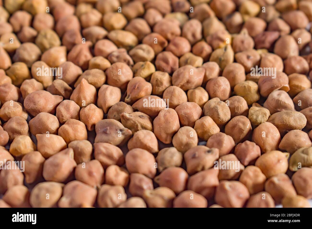 Focus sélectif.Chickpea avec des gousses.le pois chiche ou le pois chiche (Cicer arietinum) est une légumineuse annuelle de la famille des Fabaceae, sous-famille des Fabiodeae. Banque D'Images