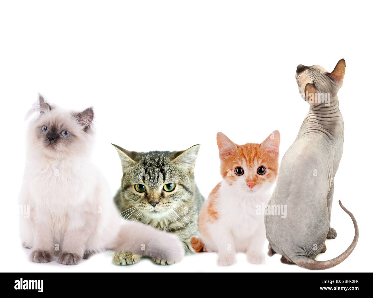 Collage de quatre chats et chatons différents isolés sur blanc Banque D'Images