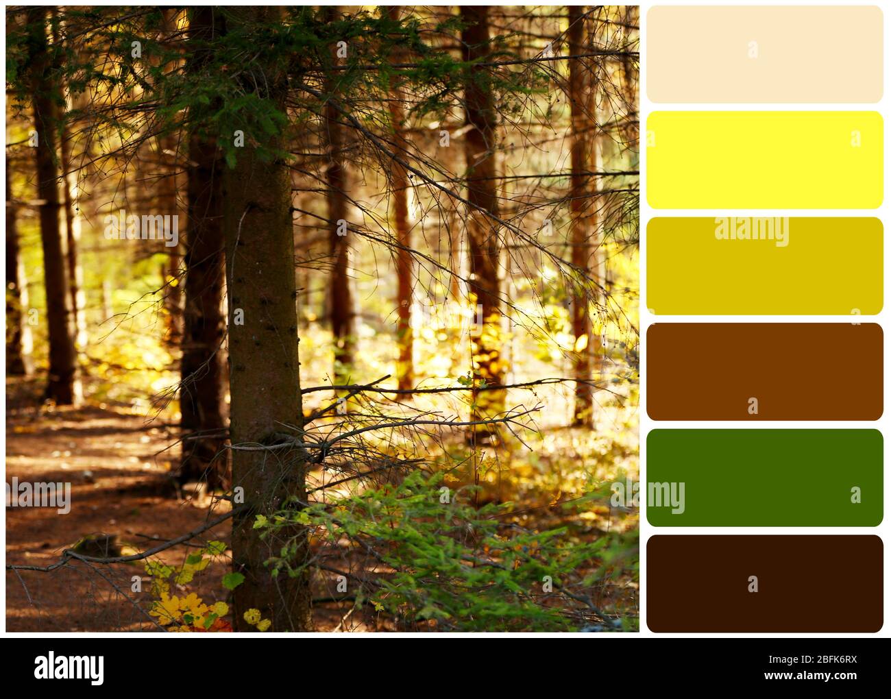 Arbres dans la forêt et palette de couleurs Banque D'Images