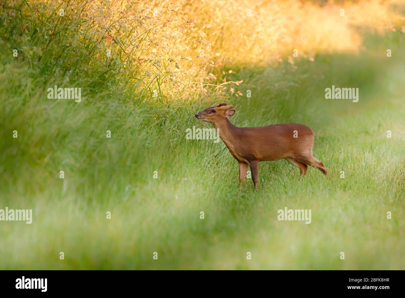 Le cerf muntjac sauvage traverse une piste d'herbe. Animal sauvage à Norfolk, Royaume-Uni Banque D'Images
