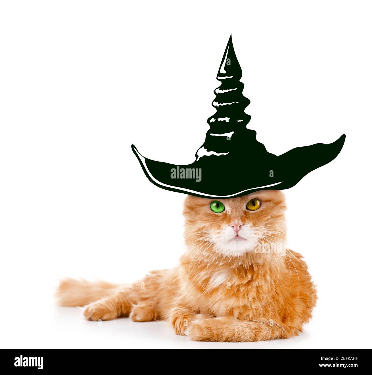 Chat avec chapeau de sorcière pour halloween, isolé sur blanc Photo Stock -  Alamy