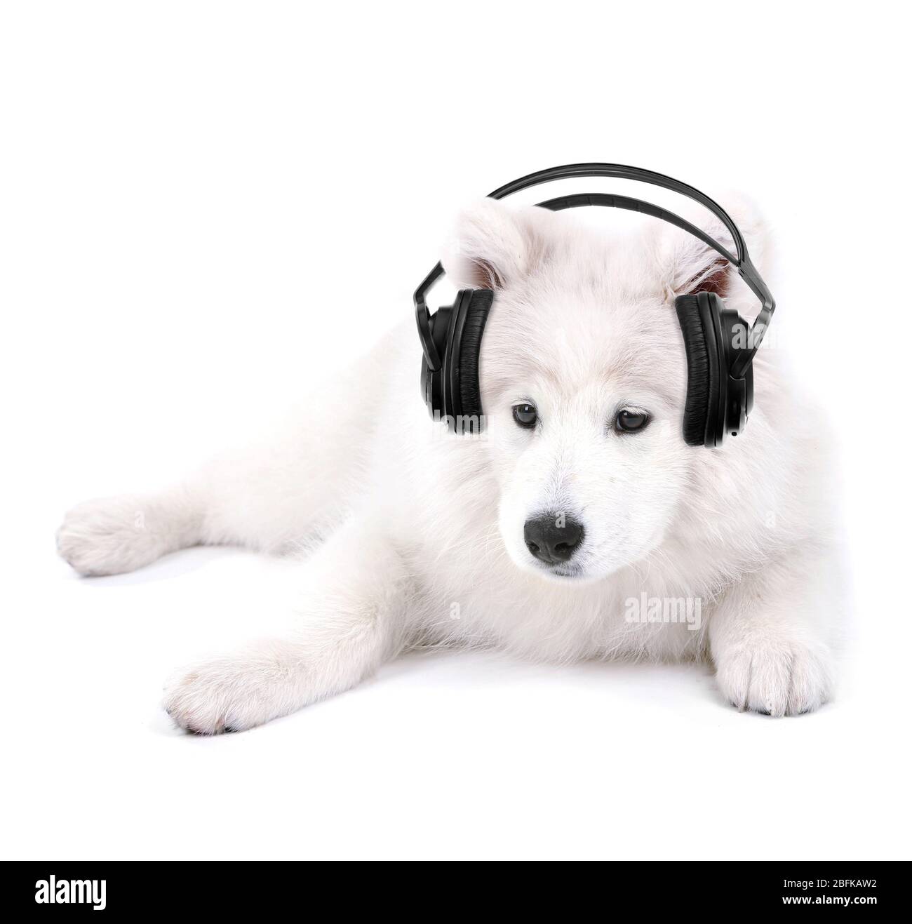 Chien mignon avec casque isolé sur blanc Banque D'Images