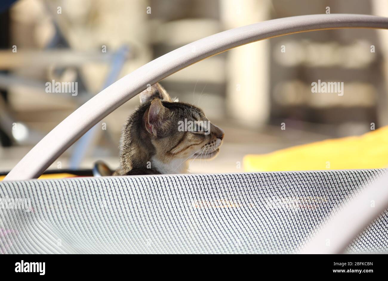 Adorabe chat visage tête tandis que l'animal est hiiden derrière le lit de plage, portrait Banque D'Images