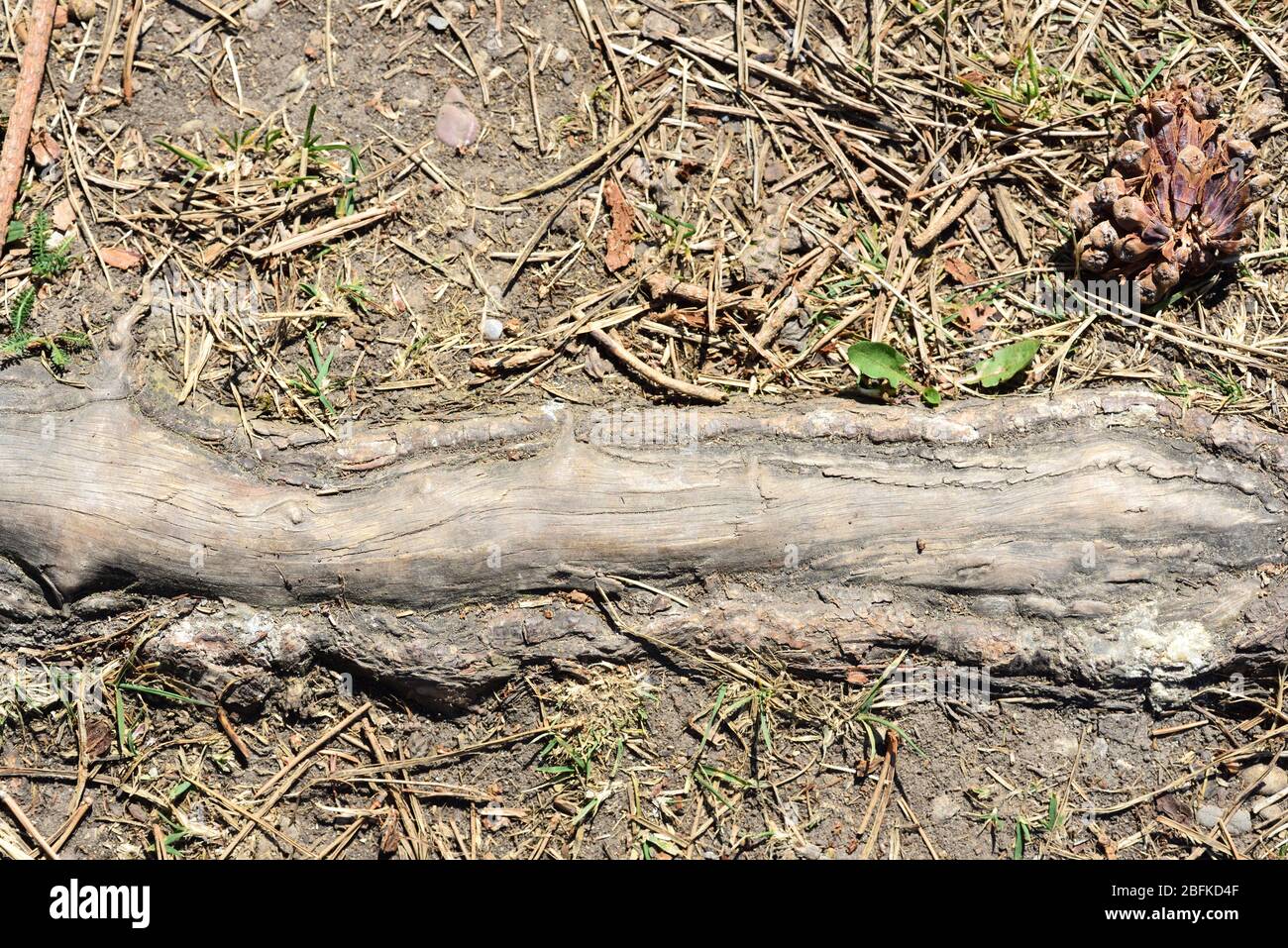 La racine d'un arbre dépasse du sol dans la forêt et est photographiée d'en haut Banque D'Images