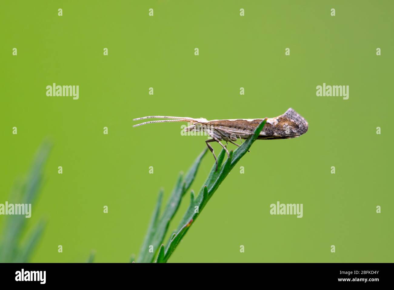 Gros plan de la teigne diamantique sur une feuille verte, prenez des photos dans l'état sauvage naturel, comté de Luannan, province de Hebei, Chine. Banque D'Images