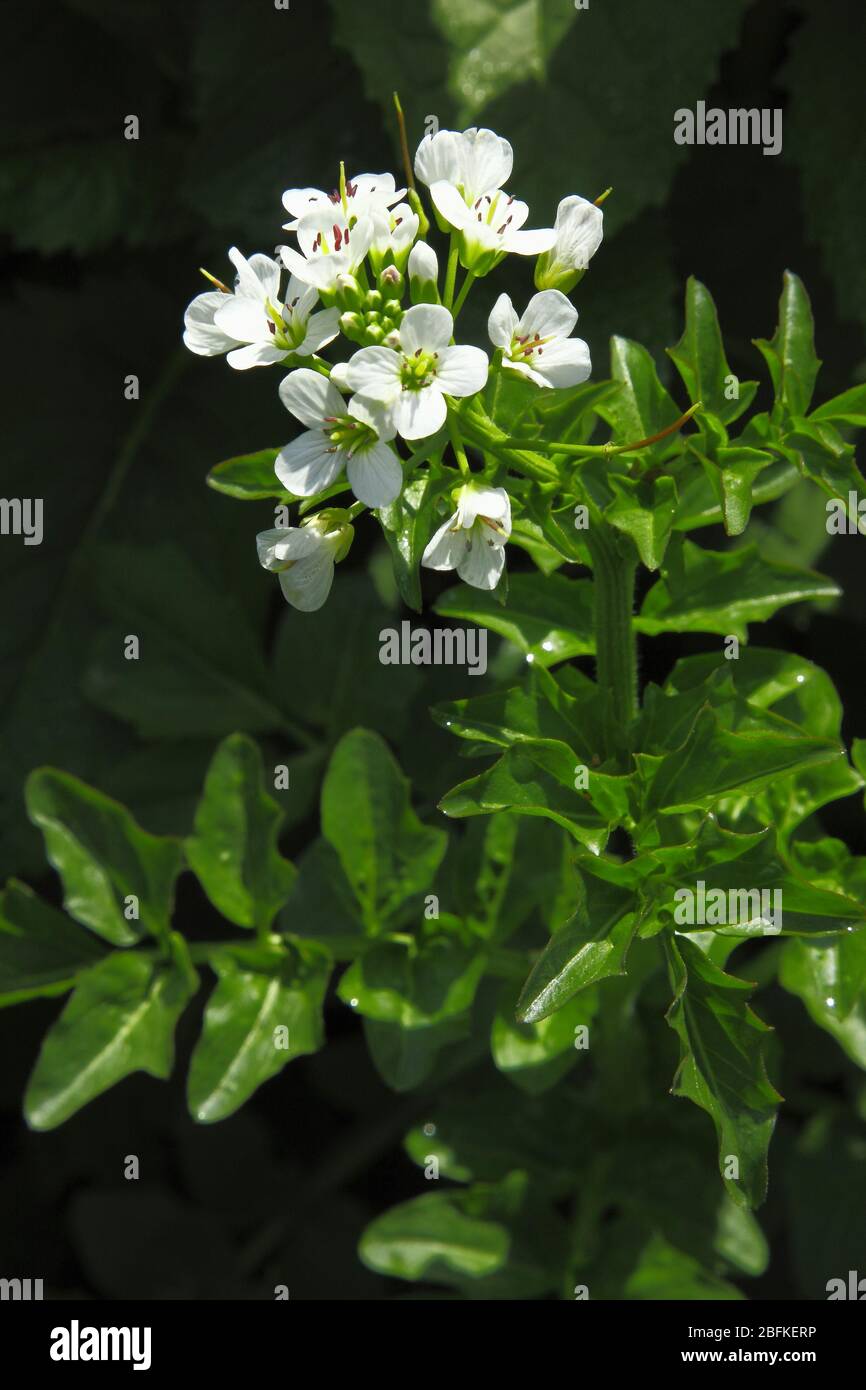 Bitteres Schaumkraut, Cardamine amara Banque D'Images