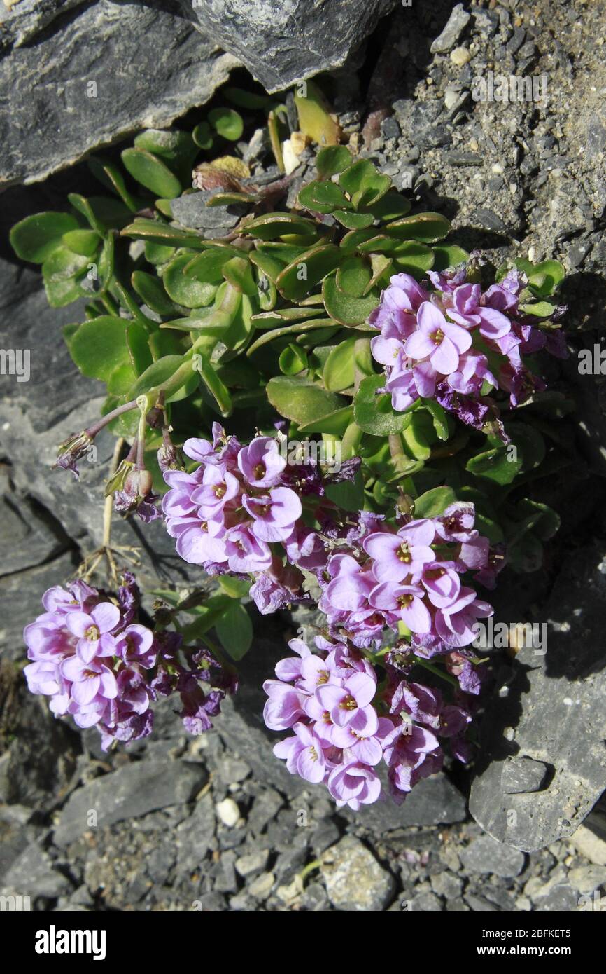 Rundblättriges Täschelkraut, Thlaspi rotundifolium ssp. Rotundifolium Banque D'Images