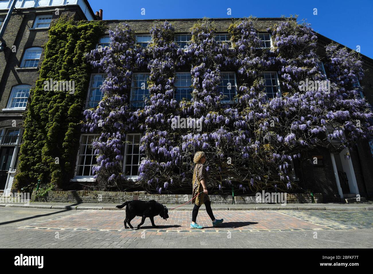 Une femme marche son chien devant la Wisteria en pleine floraison devant la brasserie Fuller's Griffin à Chiswick, Londres. Banque D'Images