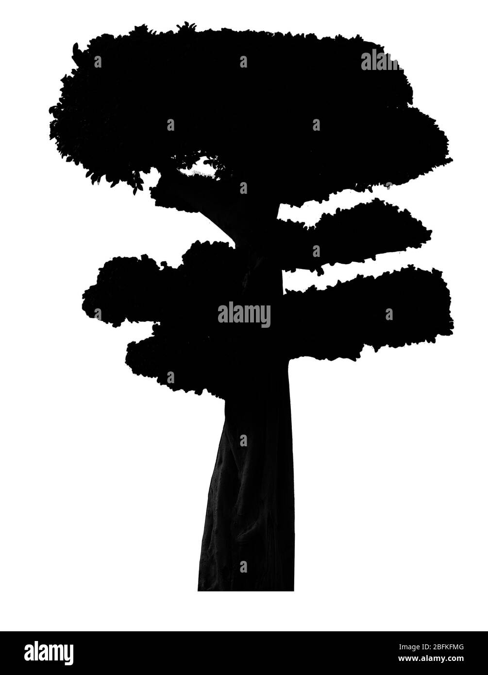 Silhouette d'arbre tbonsai noir, isolée sur blanc Banque D'Images