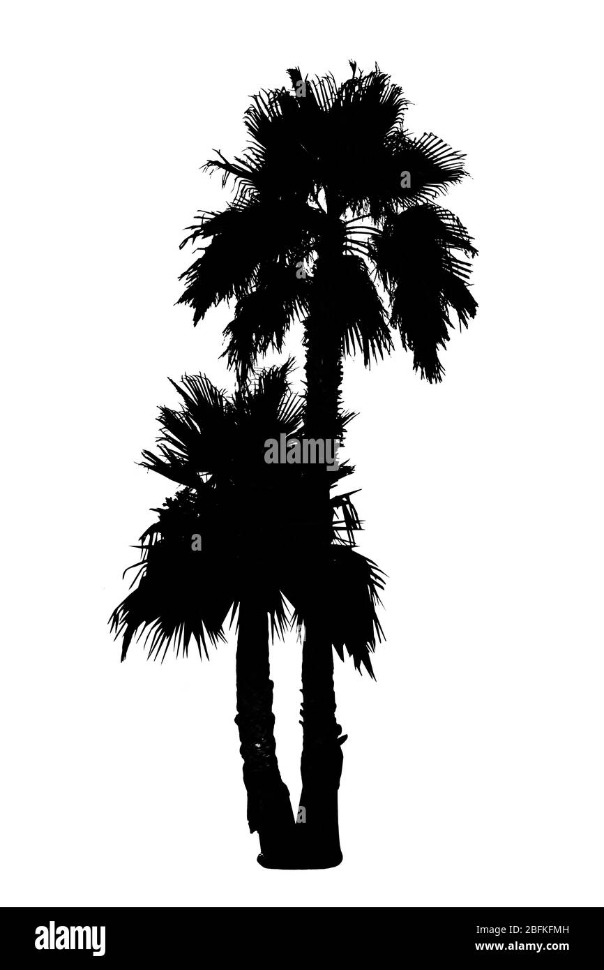 Silhouette de palmier noire, isolée sur blanc Banque D'Images