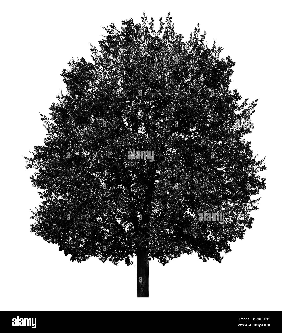 Silhouette d'arbre noir, isolée sur blanc Banque D'Images