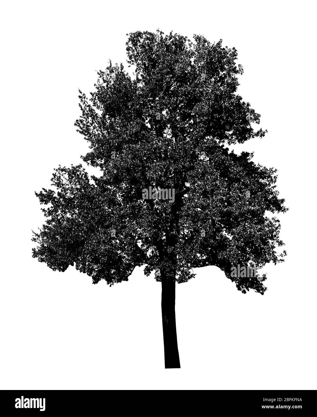 Silhouette d'arbre noir, isolée sur blanc Banque D'Images