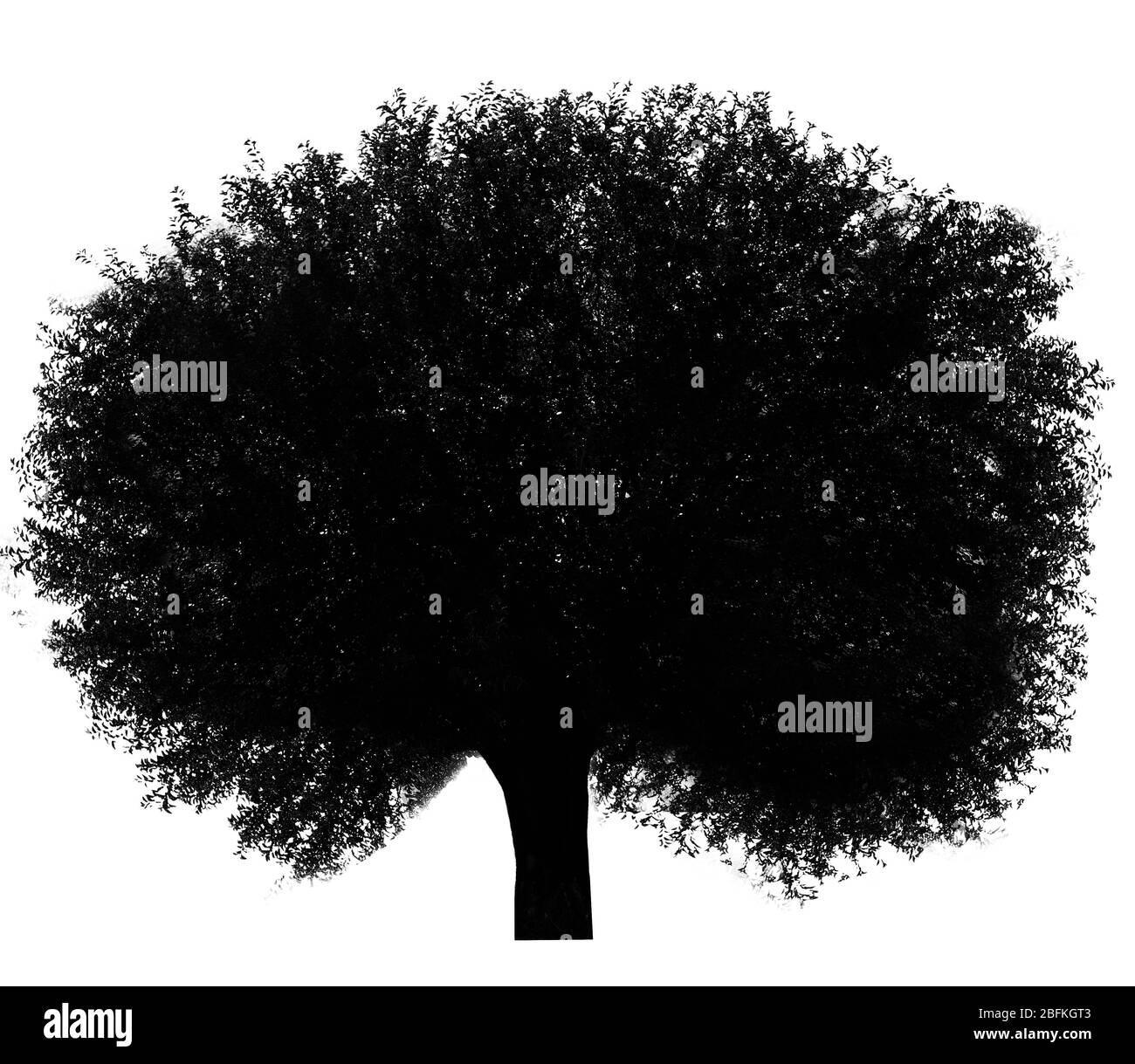 Silhouette d'arbre noir, isolée sur blanc Banque D'Images