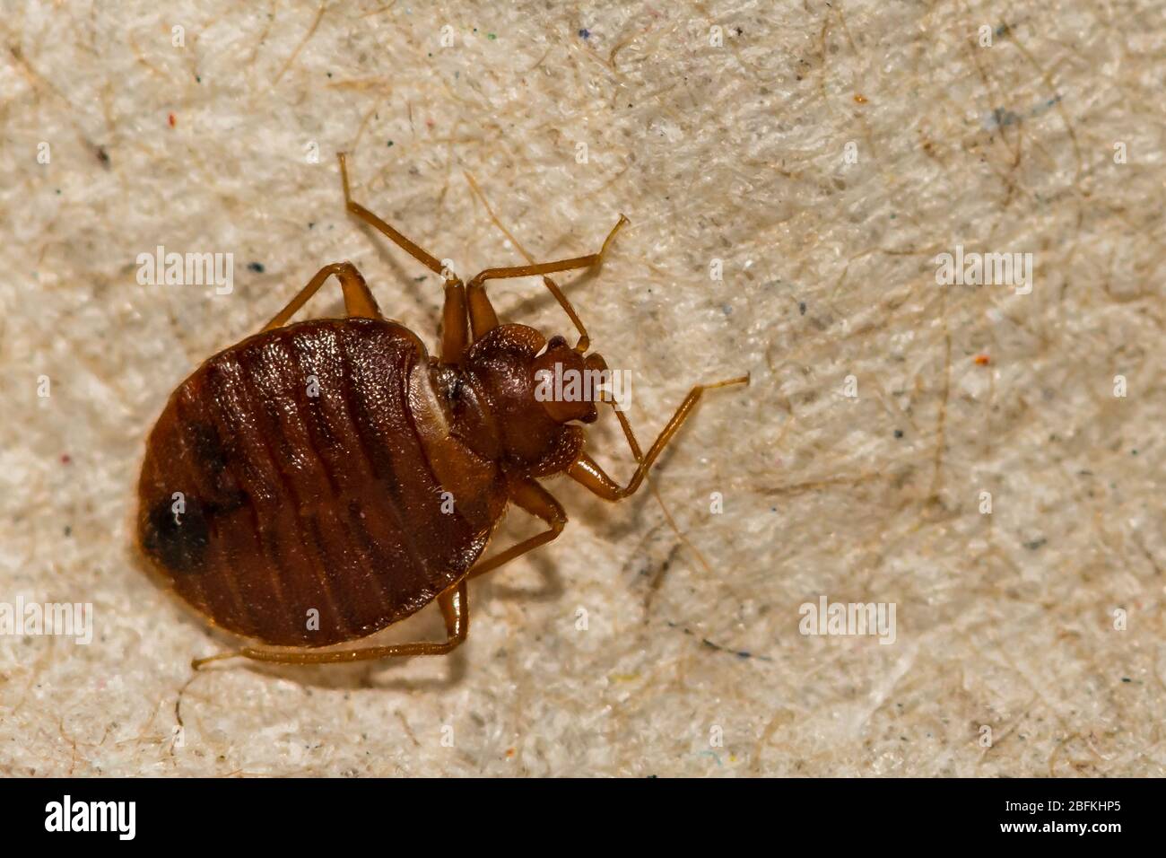 Bug à lit commun (Cimex lectularis) Banque D'Images