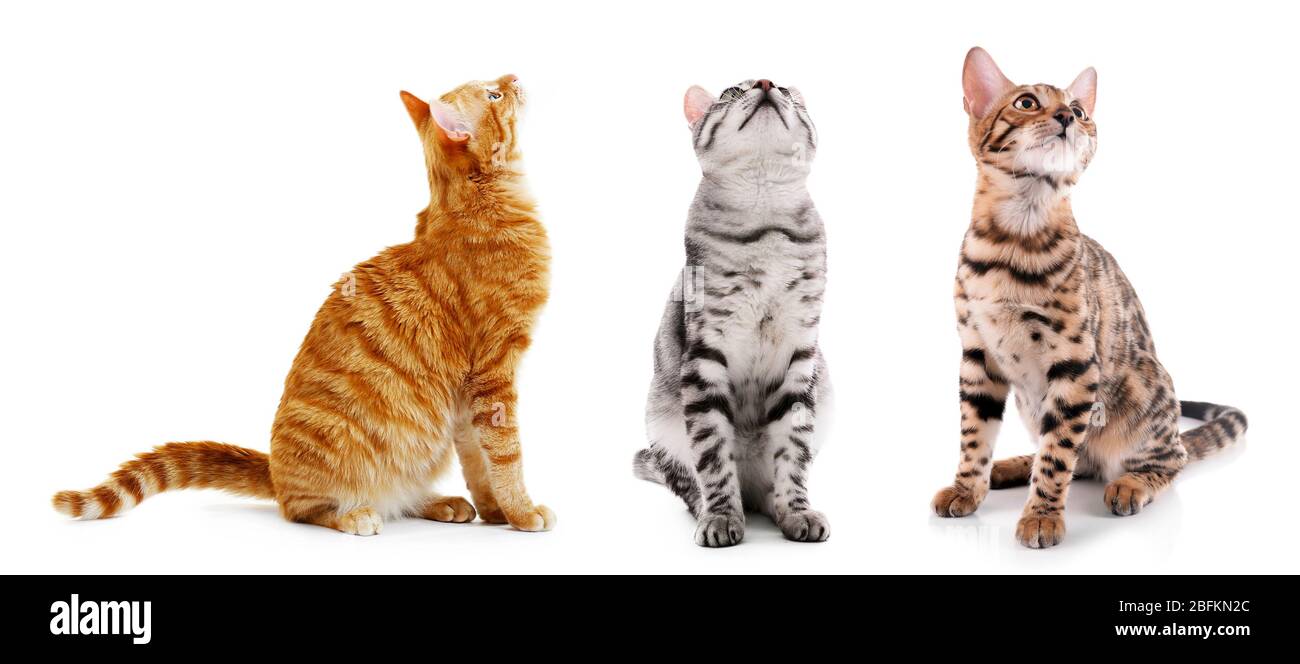 Les chats mignons isolés sur le blanc Banque D'Images