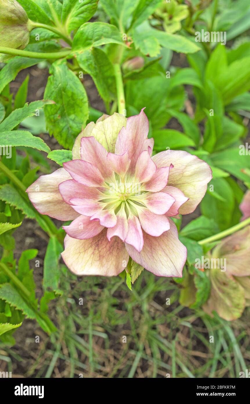 Rose Hellebore ou lenten. Helleborus double ellen bloom Banque D'Images